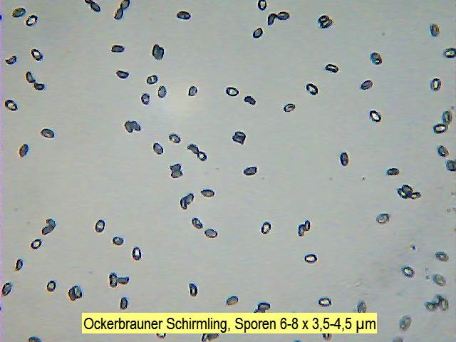 Sporen Ockerbrauner Schirmling